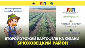 Картофель второго срока посадки в Брюховецком районе Краснодарского края с удобрениями ЧЖ и БЖ