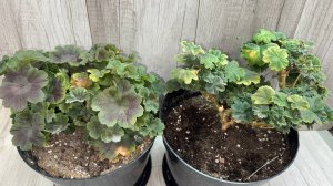 НАЛЕЙ в ГЕРАНЬ ЗИМОЙ, чтобы листики не желтели и любые цветы оживали