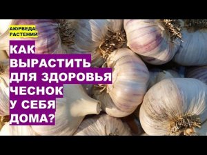 Как Вырастить Чеснок для Здоровья у Себя Дома?