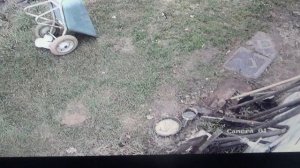 Посетители постоянно меняются. Кошка хочет  поймать сороку.         ПОДПИШИСЬ