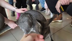 контактный зоопарк с кенгуру