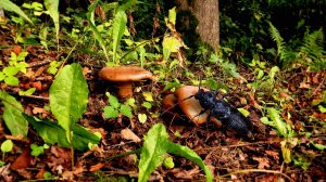 Грибочки в траве