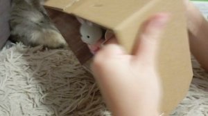 Распаковка "В гостях у зайчика🐰" 🐾🐱