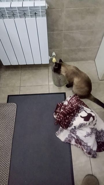 Мой любимый котик