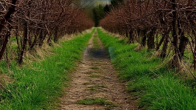 Тропа (вариация 5)