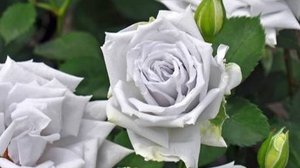 Blue Heaven- в погоне за мечтой вопреки всему.  Роза Дзунко Кавамото  Легендарная роза.