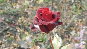 04=11=2025  ник  ПВН  КРАСНОДАР  (74)