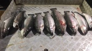 хороший форелевый улов