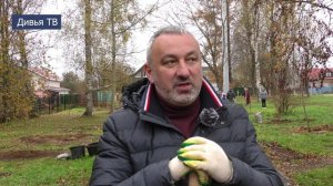 Посадка каштанов в Тихвине