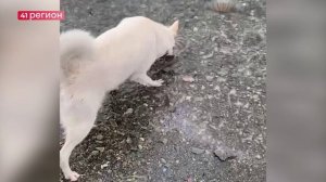 ПЯТНА, ПОХОЖИЕ НА РАЗЛИВ НЕФТЕПРОДУКТОВ, ЗАМЕТИЛИ В ВОДАХ АВАЧИНСКОЙ БУХТЫ • НОВОСТИ КАМЧАТКИ