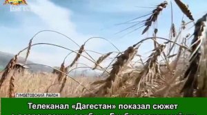 Телеканал «Дагестан» показал сюжет о возрождении полбы в Гумбетовском районе