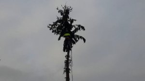 Николаевские голуби Голуби будут в шоке😊😊😊 21 метр была ёлочка