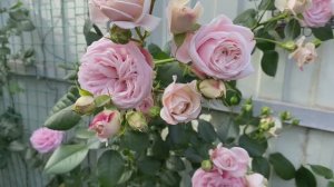 Роза Джардина и компания подружек.