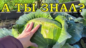 ТОП-8 дел в НОЯБРЕ на даче