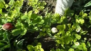 "_В ТВОЁМ САДУ ОПЯТЬ ВЕСНА "_- СЕРГЕЙ ОРЛОВ