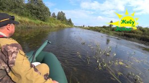 Река как ручей а рыба клюёт! Местами глубина по колено, поднимаемся вверх по лесной реке