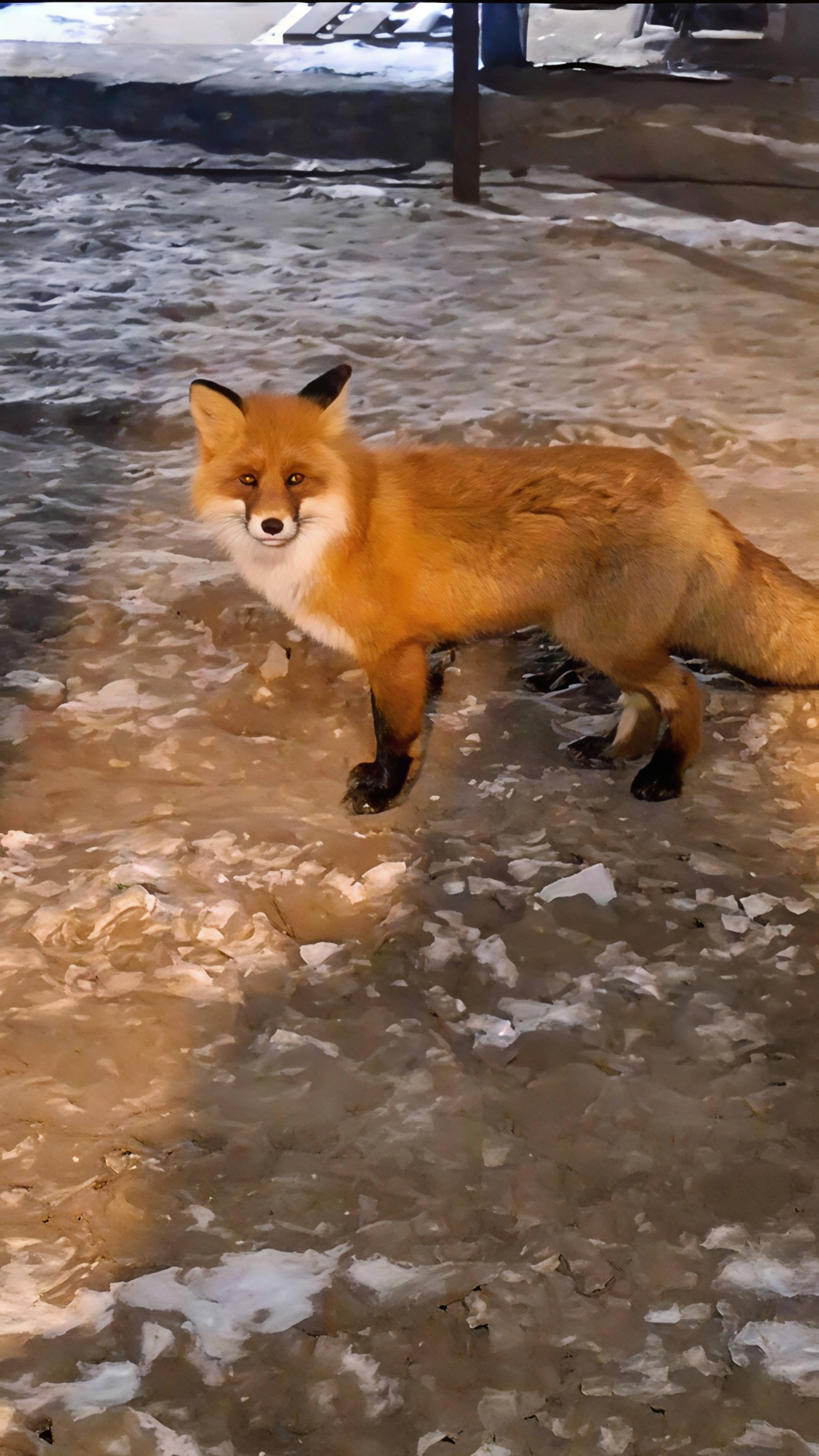 Красавица Лиса пришла в гости к нефтяникам🦊 (Shedda - Песня про лису)