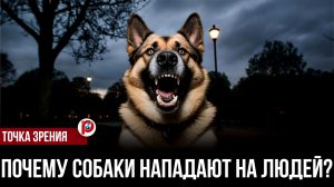 Как не стать обедом для собственной собаки: секреты правильного общения с питомцем