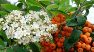 Уральская рябинушка, разбор на гармони №-425 с цифрами