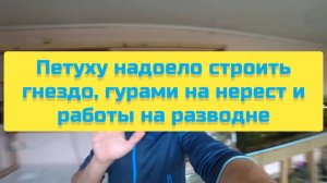 ПЕТУХУ НАДОЕЛО СТРОИТЬ ГНЕЗДО, ГУРАМИ НА НЕРЕСТ И РАБОТЫ НА РАЗВОДНЕ