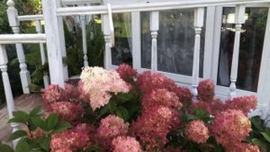 Гортензия метельчатая Вимс Ред и Сильвер Доллар 05-11-2025