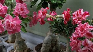 Мир адениумов❤️