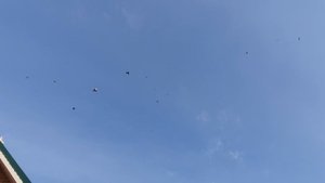 05.11.25 г. Андижанская порода голубей (5)