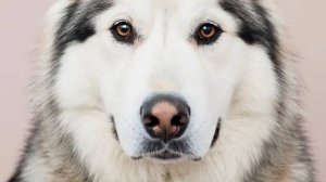 Аляскинский маламут