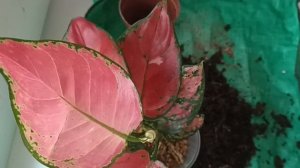 Пересадка новенькой аглаонемы из Китая.