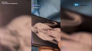 Ростовские орнитологи спасли краснокнижного аиста из Калужской области