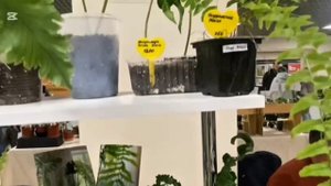 Папоротники, нефроеписы. Выставка цветов г.Воронеж 25.10.2025г.