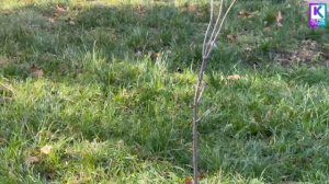 Керченские розарии готовят к зиме