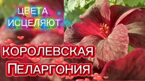 Пеларгония Королевская. Поднимает тонус и настроение.