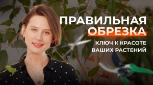 Как заставить фикус ветвиться?