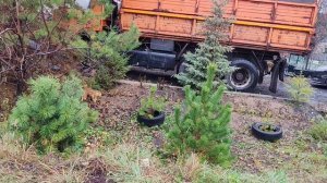 05-11-2025 молодые ёлочки в деревне