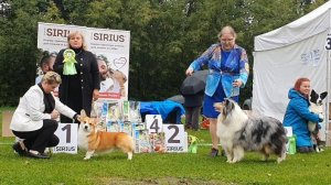 20.09.2025, СПб. Клуб "Невский Бриз" (РКФ, РФСС). Выставка собак САС 1 группы FCI