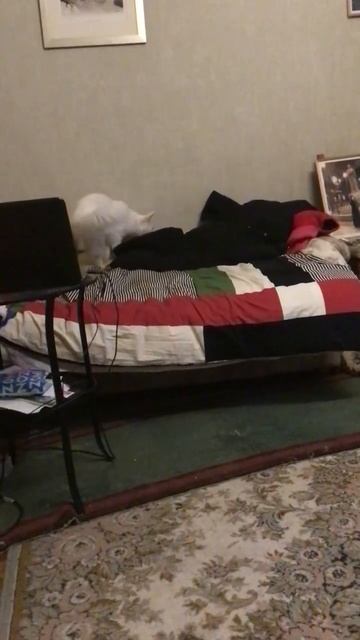 Санкт -Петербург. 04.11.2025. В гостях у Персика Юлечка и кошечка Шуанетта. Эпизод 7