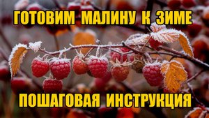 Малина завалит урожаем, делаю так каждую осень