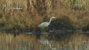 Цапля в раздумьях, нежные чувства пары семьи бобров и затянувшиеся турниры лосей