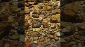 Омская вода