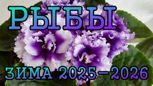 РЫБЫ таро прогноз на ЗИМУ 2025-2026 года (декабрь 2025, январь и февраль 2026)