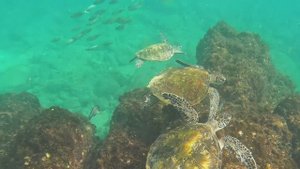 Снорклинг в Фуджейре, ОАЭ, Снупи исланд, черепахи , акулы.