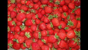 Сколько собрали ягод за сезон с 300 кустиков