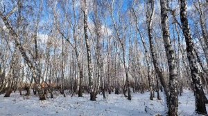 Маленький заказ для декора  // Наш парк снежной осенью