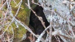 Засыпающий взгляд медведя: уникальные кадры с Алтайского заповедника!