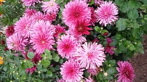 Как добиться пышного цветения корейских хризантем руководство для новичков