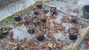 Продолжаем продажу гортензий, планируем весенние работы в минипитомнике.