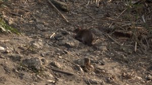 На нашествие крыс пожаловались жители Восточно-Кругликовского района Краснодара