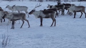 Оленеводство2