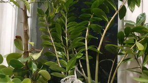 А снег всё падал...